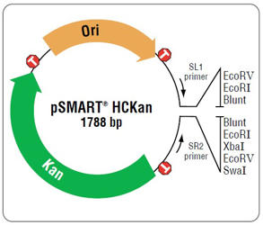Cloning Reagents & Kits Cloning Reagents & Kits