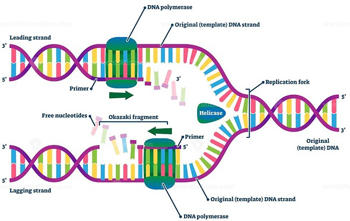 DNA Polymerases