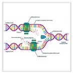 DNA Polymerases