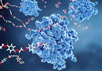 Modifying Enzymes