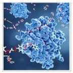 Modifying Enzymes