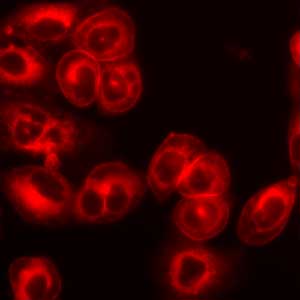 LavaCell Fluorescent Stains