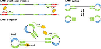 LAMP & Isothermal Amplification