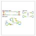 LAMP & Isothermal Amplification