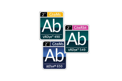 Secondary Antibodies & Conjugates