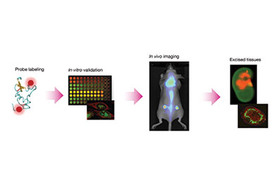 Optical Probes & Imaging Agents Optical Probes & Imaging Agents