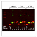 Secondary Antibodies & Conjugates