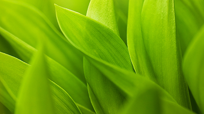 Plant Tissue Culture Media Plant Tissue Culture Media