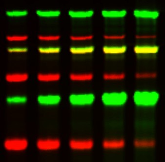 Protein MW Markers