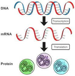 Protein Purification and Expression