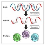 Protein Purification and Expression