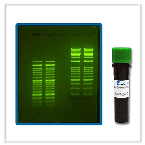 RNA/DNA Stains