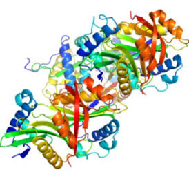 RNase Inhibitors