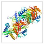 RNase Inhibitors