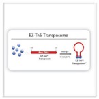 Transposon Mutagenesis