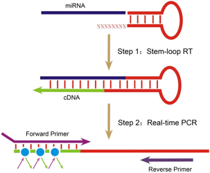 cDNA Synthesis & RT-PCR