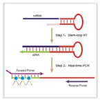 cDNA Synthesis & RT-PCR