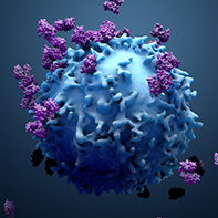 Virusys Monoclonal Antibodies