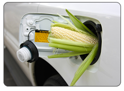 Renewable Biofuels