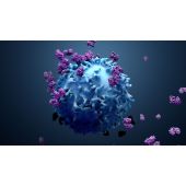 CMV gB Monoclonal Antibody - 1 mg