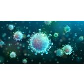 EBV Infected Cell Extract - 25 ml