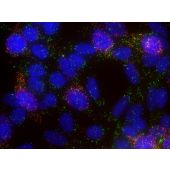 Stellaris® FISH Probes, Human DLL1 with Quasar® 570 Dye 5 nmol Total +2 to +8 °C