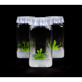 CULTURE VESSEL, PT-12 Storage Temp: RT