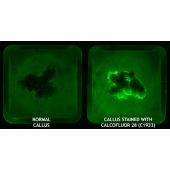 CALCOFLUOR WHITE M2R Storage Temp: RT