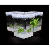 PhytoTech Culture Vessel, PTL-100™, polycarbonate. Includes closures (PTL-100C). Dimensions (L x W x H): 75  x 75 x 98 mm. Pack of 100.
