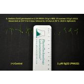flg22 PEPTIDE Storage Temp: -20 C