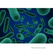 BacTrace® Anti-E.coli O145 Magnetic Beads; for isolation and separation of E.coli O145 from a variety of samples; 1.0mL
