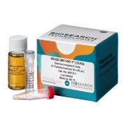 MC1061 F- Electrocompetent Cells 24 rxns (DUOs) -80º C