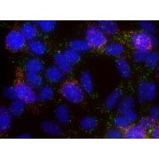 Stellaris® FISH Probes, Human ACTB_intron with CAL Fluor® Red 590 Dye 5 nmol Total +2 to +8 °C