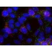 Stellaris FISH Probes, Premade: Nematode AMA-1 with Quasar 570 Dye 1 nmol Total +2 to +8 °C