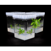 PhytoTech Culture Vessel, PTL-100™, polycarbonate. Includes closures (PTL-100C). Dimensions (L x W x H): 75  x 75 x 98 mm. Pack of 100.