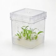 Plant Tissue Culture Box, PC Box w/ PP Lid, Autoclavable, 3 x 3 x 3in. (75 x 75 x 75mm), 25/pk