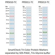 SmartCheck™ Tri-color Extended Range Protein Marker, 12 bands 9-245 kDA, 2x250ul
