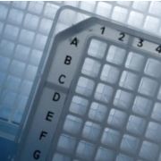 TempPlate polypropylene 384-well PCR plate, A24 and P24 notches, 10/box. Natural.