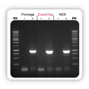 BioSearch EconoTaq® DNA Polymerase (with Mg++) 1,000 U -20º C