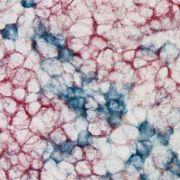 PHOSPHATASE-LABELED STREPTAVIDIN, 50 ML